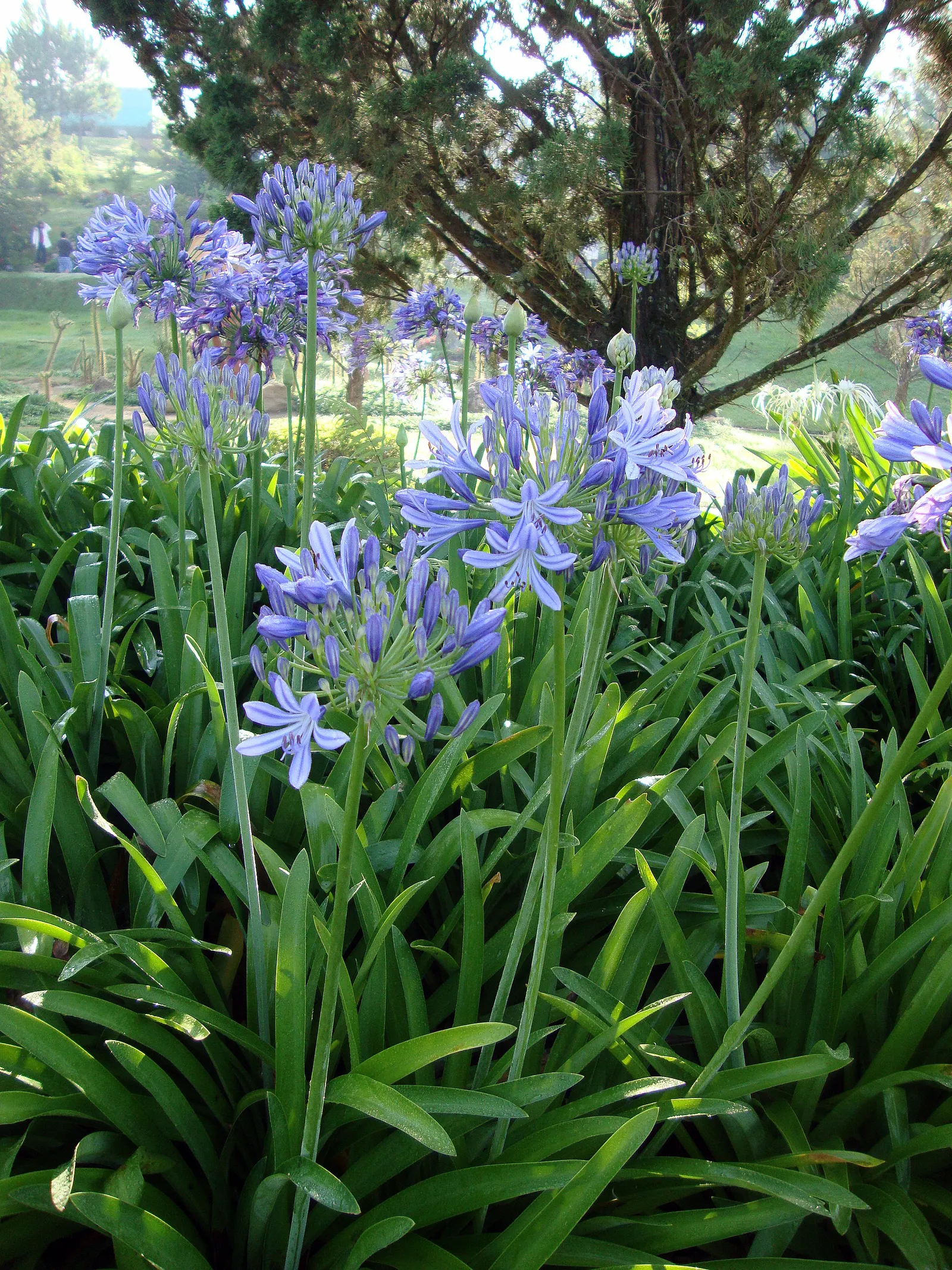 Lily Of The Nile (Agapanthus Africanus) — The Lily of the Nile (Agapanthus africanus) features striking globes of trumpet-shaped; their lush, image 55