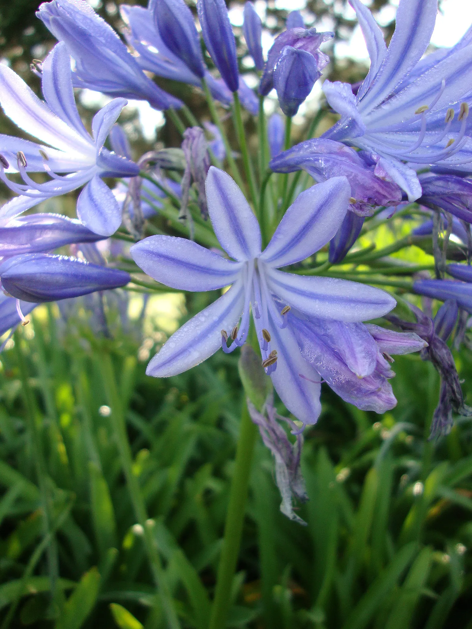 Lily Of The Nile (Agapanthus Africanus) — blue to violet flowers atop sturdy stalks up to 3 feet tall