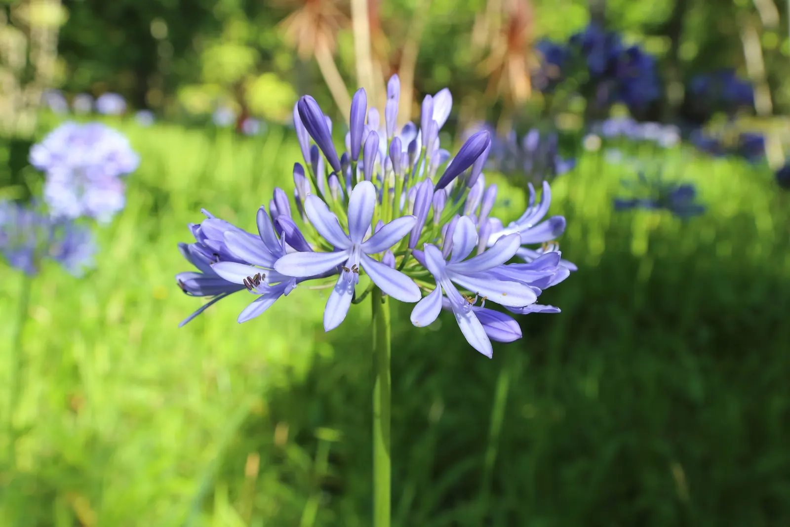 Lily Of The Nile (Agapanthus Africanus) — Thriving in USDA zones 8-10, they prefer full sun to partial shade and well-drained soil; it is a, image 57