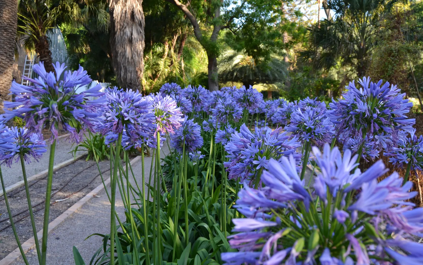 Lily Of The Nile (Agapanthus Africanus) — ground cover / perennial with blue blooms; the Lily of the Nile prefers full sun to partial shade and thrives in