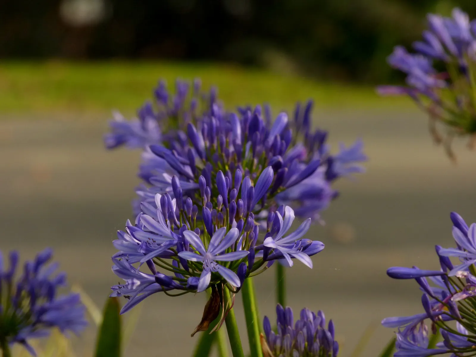 Lily Of The Nile (Agapanthus Africanus) — Each globe measures about 6 to 10 inches across and consists of numerous individual florets; hardy in USDA zones 8 to
