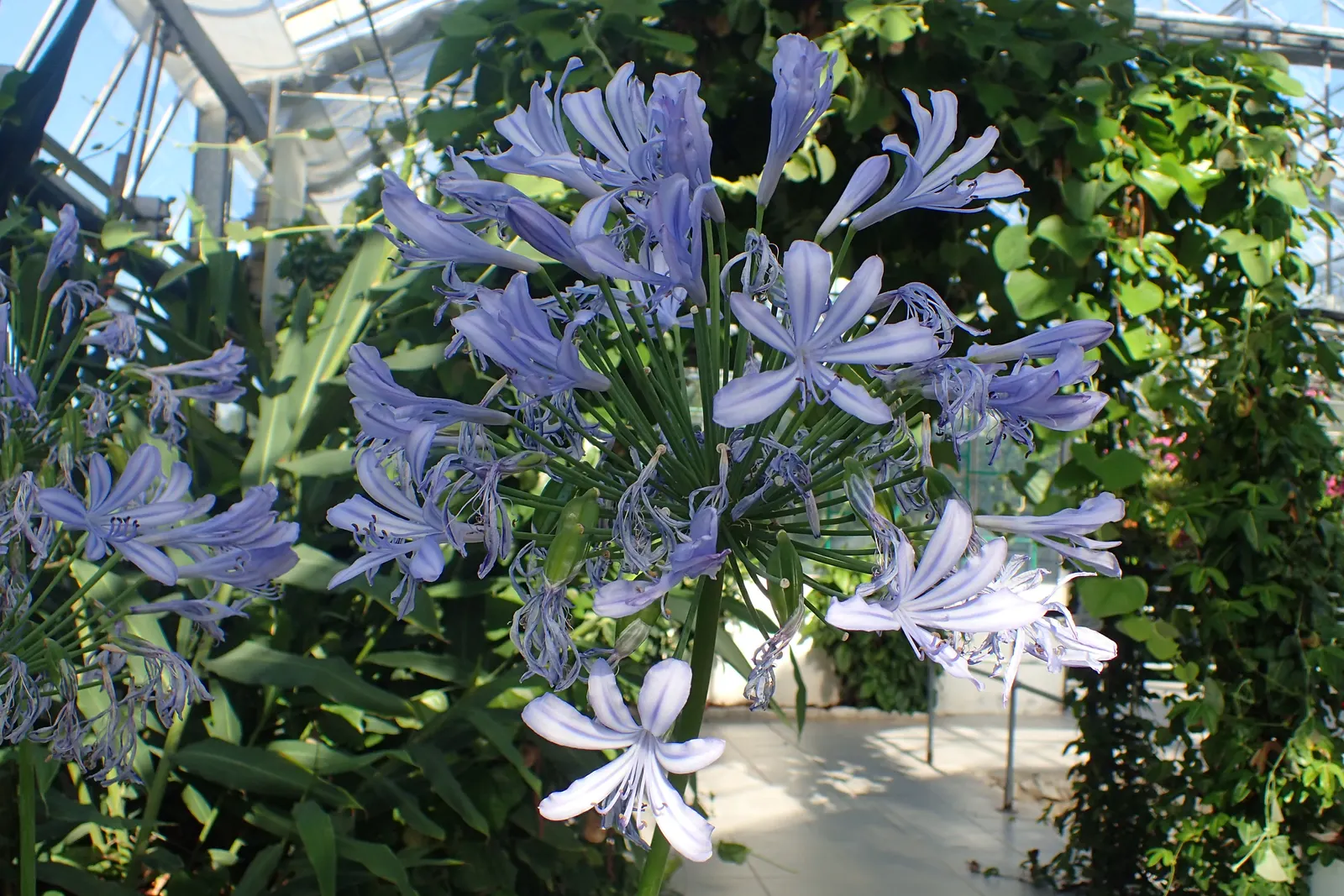Lily Of The Nile (Agapanthus Africanus) — that can reach heights of up to 3 feet