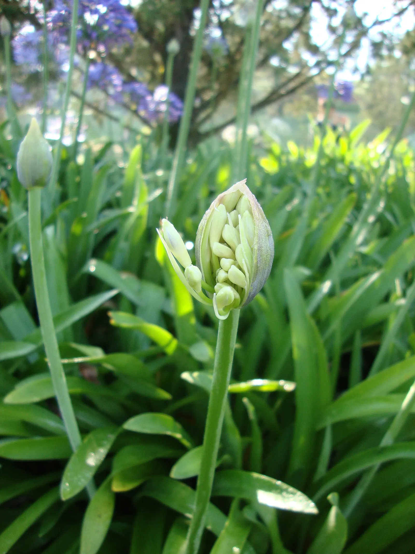 Lily Of The Nile (Agapanthus Africanus) — an umbrella-like cluster of trumpet-shaped flowers blossoms
