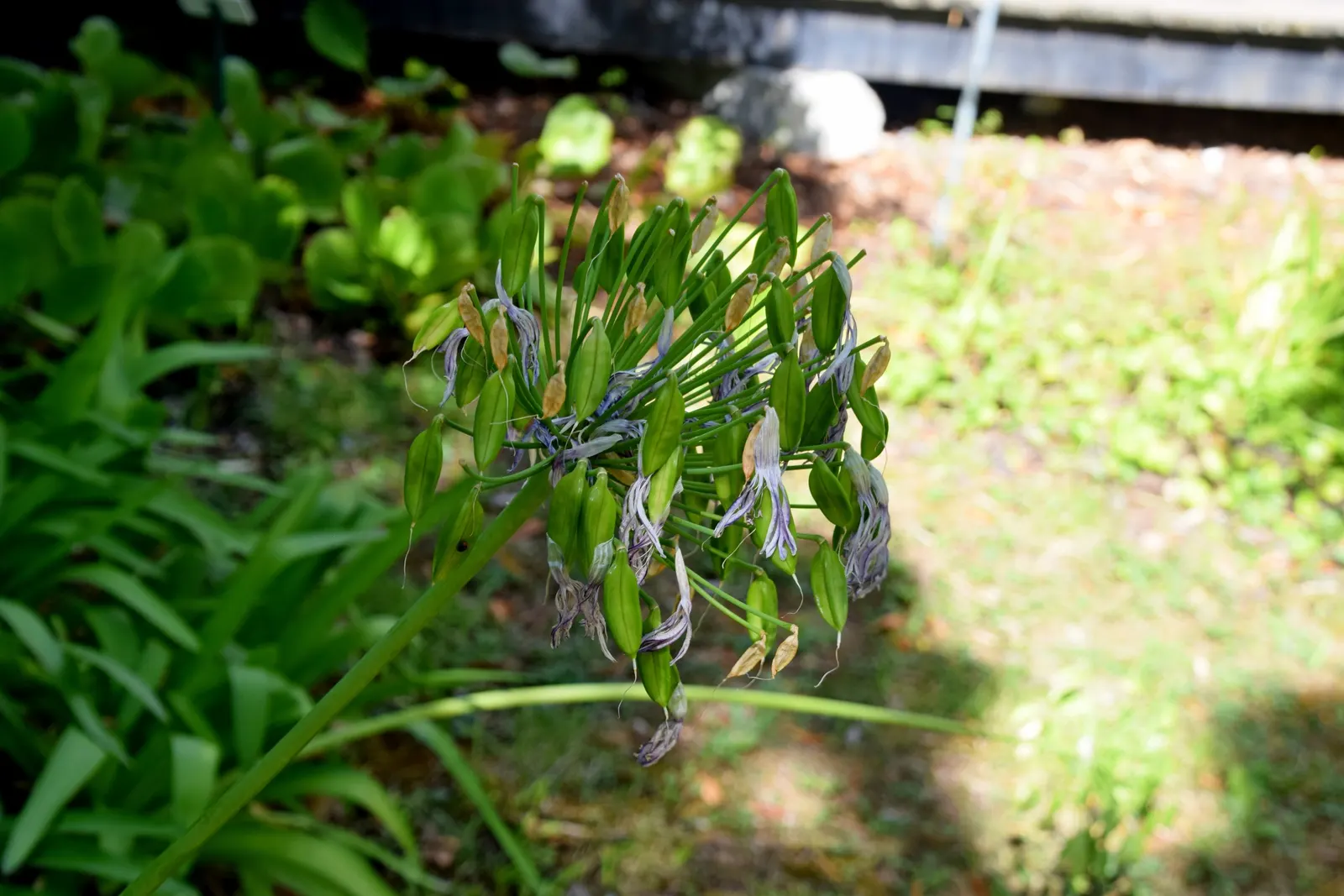 Lily Of The Nile (Agapanthus Africanus) — To encourage a robust bloom, it's recommended to apply a balanced fertilizer in spring as new growth emerges; blue to