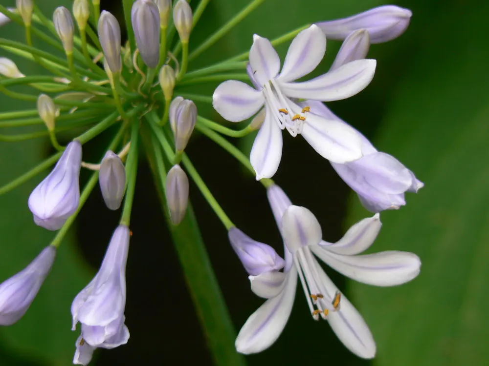 Lily Of The Nile (Agapanthus Africanus) — making it suitable for border plantings, image 50