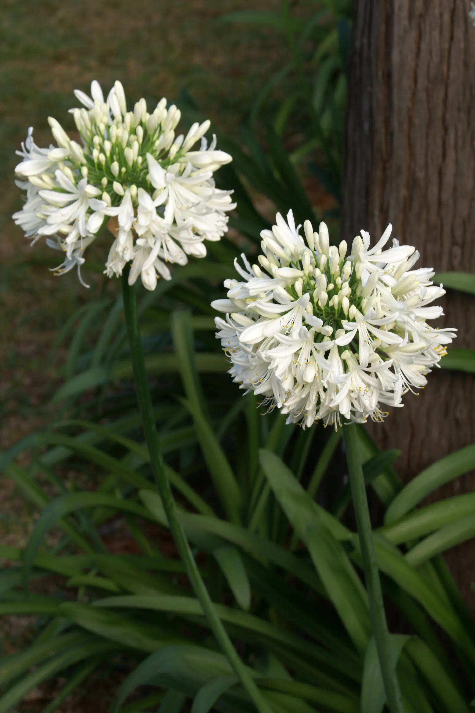 Lily Of The Nile (Agapanthus Africanus) — Each globe measures about 6 to 10 inches across and consists of numerous individual florets