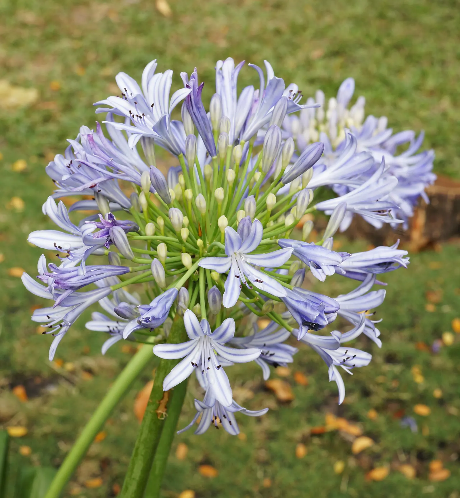 Lily Of The Nile (Agapanthus Africanus) — withstanding short periods of drought once established; the plant can reach a spread of about 2 to 3 feet