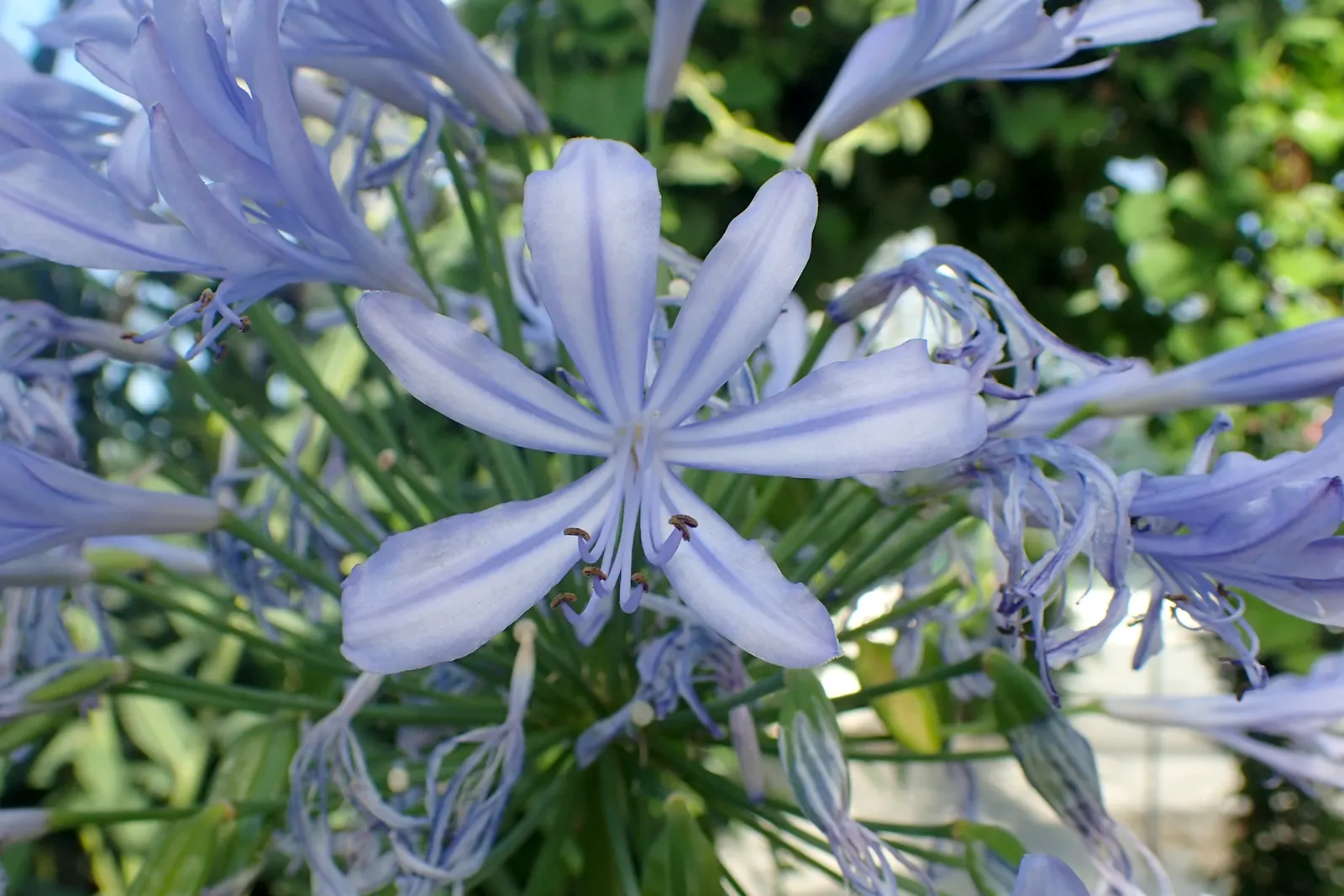 Lily Of The Nile (Agapanthus Africanus) — arching leaves that are approximately 1 to 2 feet in length and up to 1 inch wide