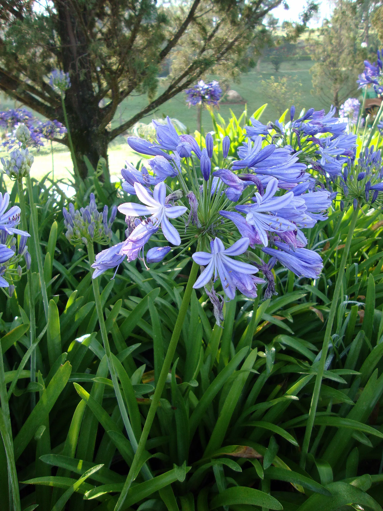 Lily Of The Nile (Agapanthus Africanus) — blue flowers in the garden