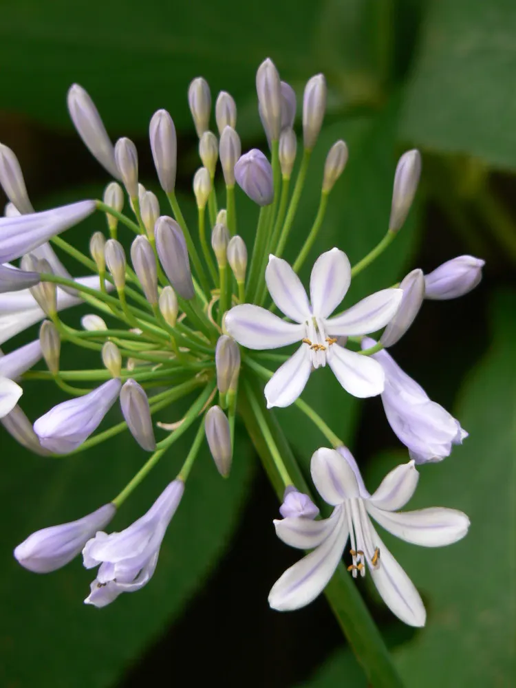 Lily Of The Nile (Agapanthus Africanus) — ground cover / perennial with blue blooms