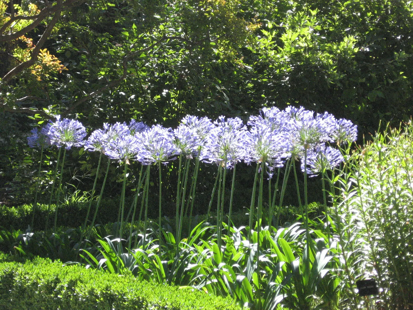 Lily Of The Nile (Agapanthus Africanus) — Their lush, strap-like foliage forms clumps roughly 18-24 inches wide; blue flowers in the garden