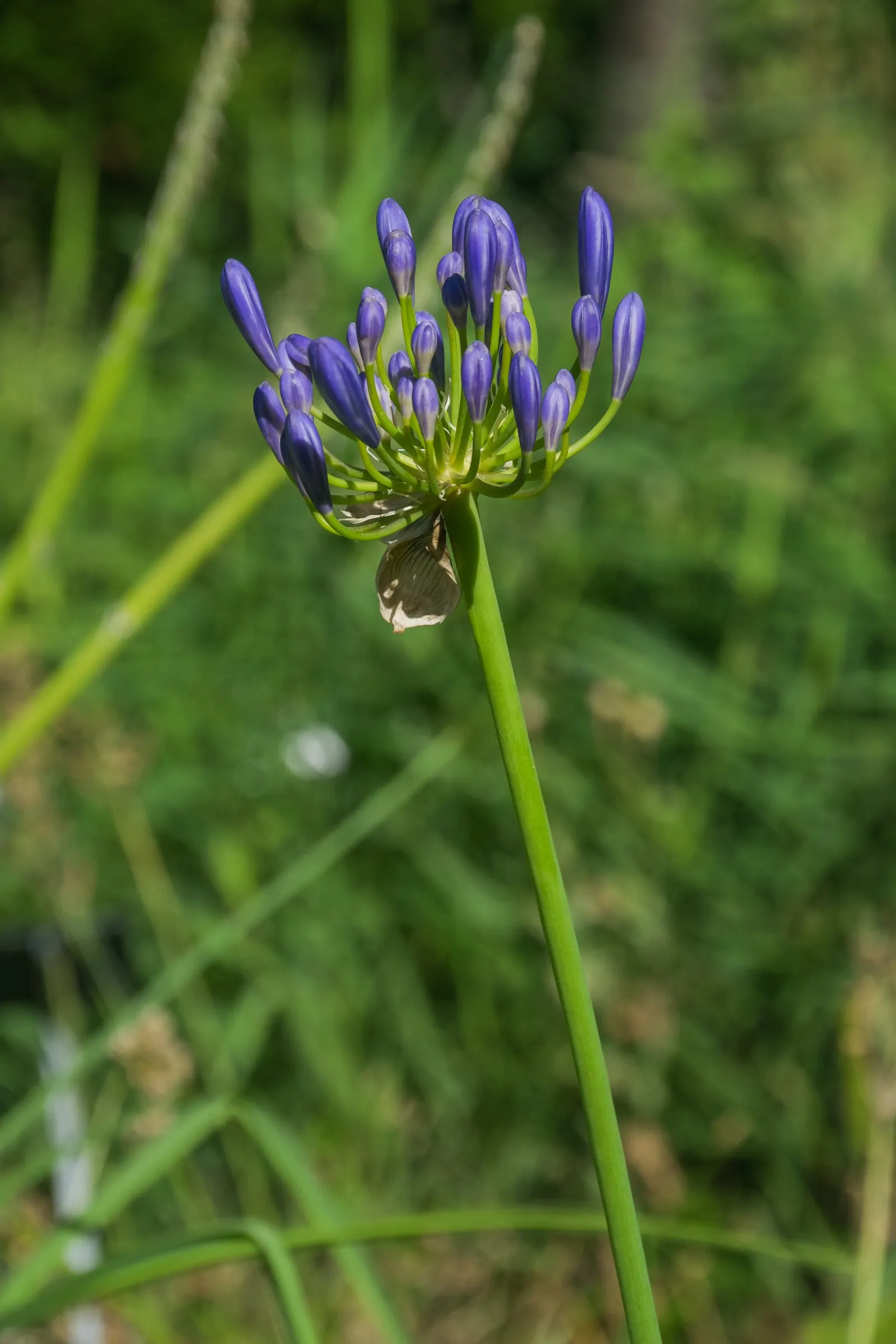 Lily Of The Nile (Agapanthus Africanus) — the plant can reach a spread of about 2 to 3 feet; attracting pollinators like bees and butterflies.<br><br>For ideal