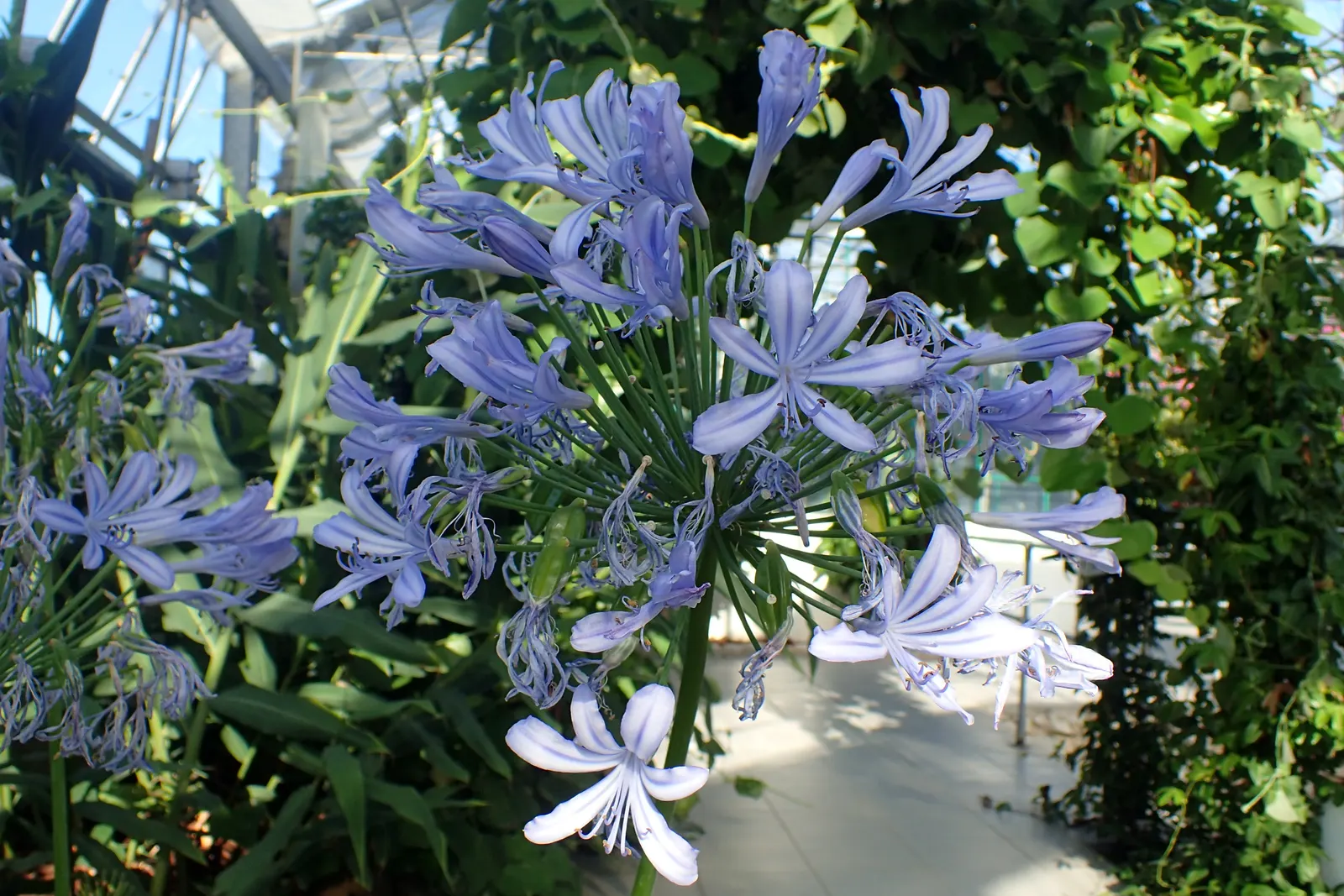 Lily Of The Nile (Agapanthus Africanus) — It is a low-maintenance plant that requires moderate watering; each globe measures about 6 to 10 inches across and