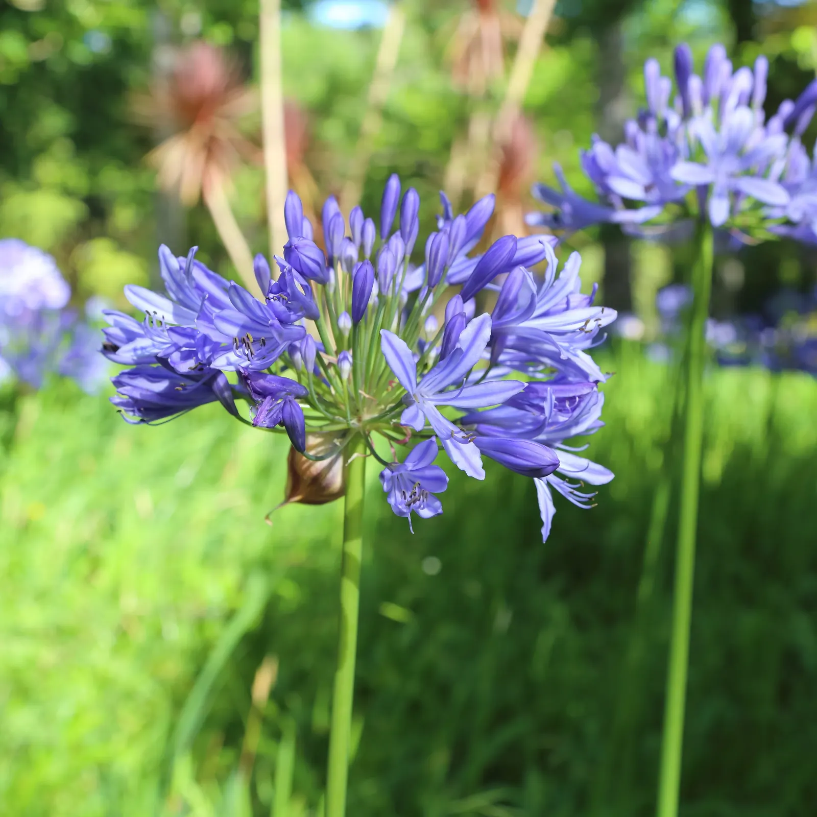 Lily Of The Nile (Agapanthus Africanus) — blue flowers in the garden; emerging from its fleshy-rooted base
