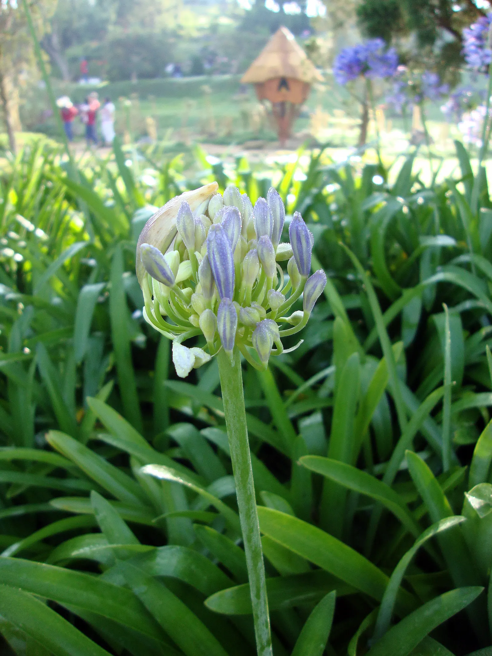 Lily Of The Nile (Agapanthus Africanus) — It is a low-maintenance plant that requires moderate watering