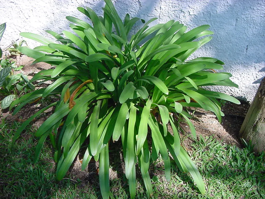 Lily Of The Nile (Agapanthus Africanus) — attracting pollinators like bees and butterflies.<br><br>For ideal growth