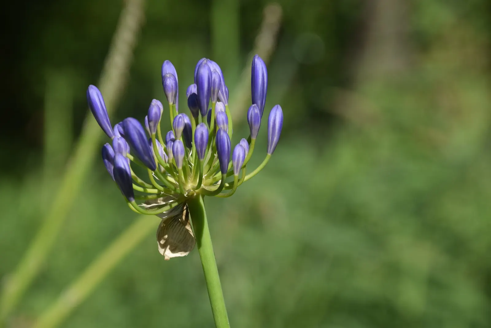 Lily Of The Nile (Agapanthus Africanus) — blue to violet flowers atop sturdy stalks up to 3 feet tall; strap-like foliage provides a lush backdrop for the