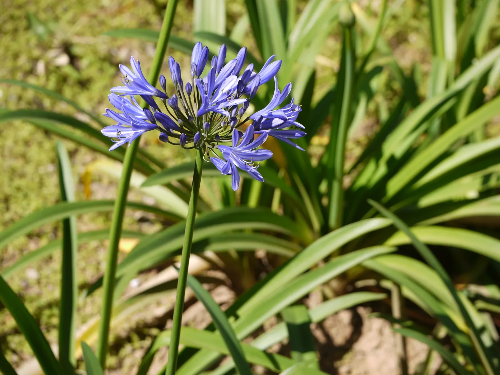 Lily Of The Nile (Agapanthus Africanus) — or as a focal point in a garden design