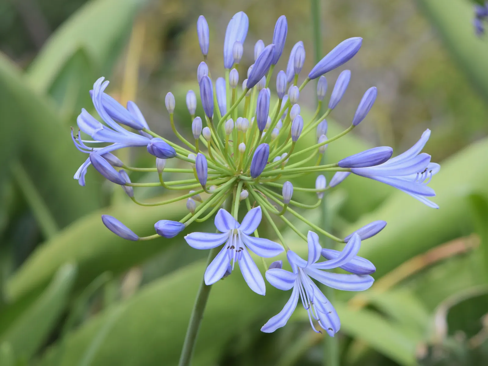 Lily Of The Nile (Agapanthus Africanus) — Blooms peak in mid to late summer