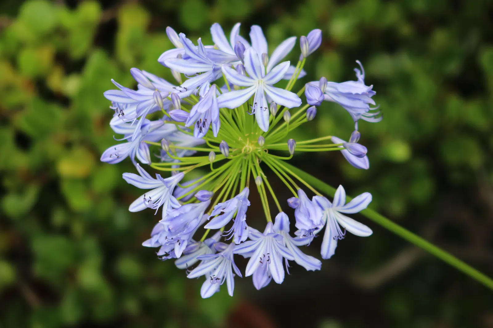 Lily Of The Nile (Agapanthus Africanus) — arching leaves that are approximately 1 to 2 feet in length and up to 1 inch wide; blooms peak in mid to late summer