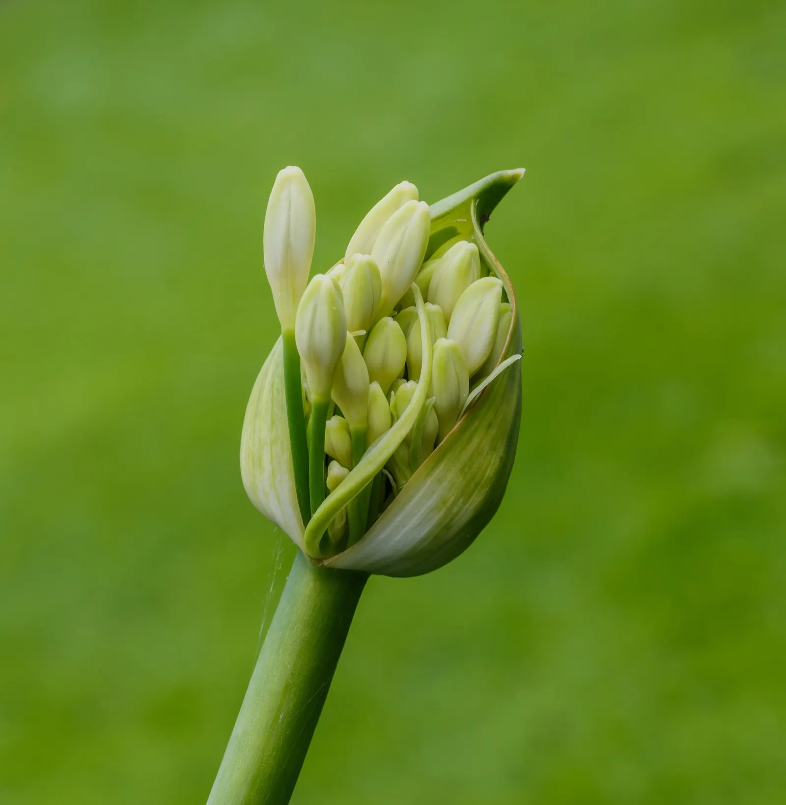 Lily Of The Nile (Agapanthus Africanus) — Durable and low-maintenance, they accent borders and work well in mass plantings or containers, image 32