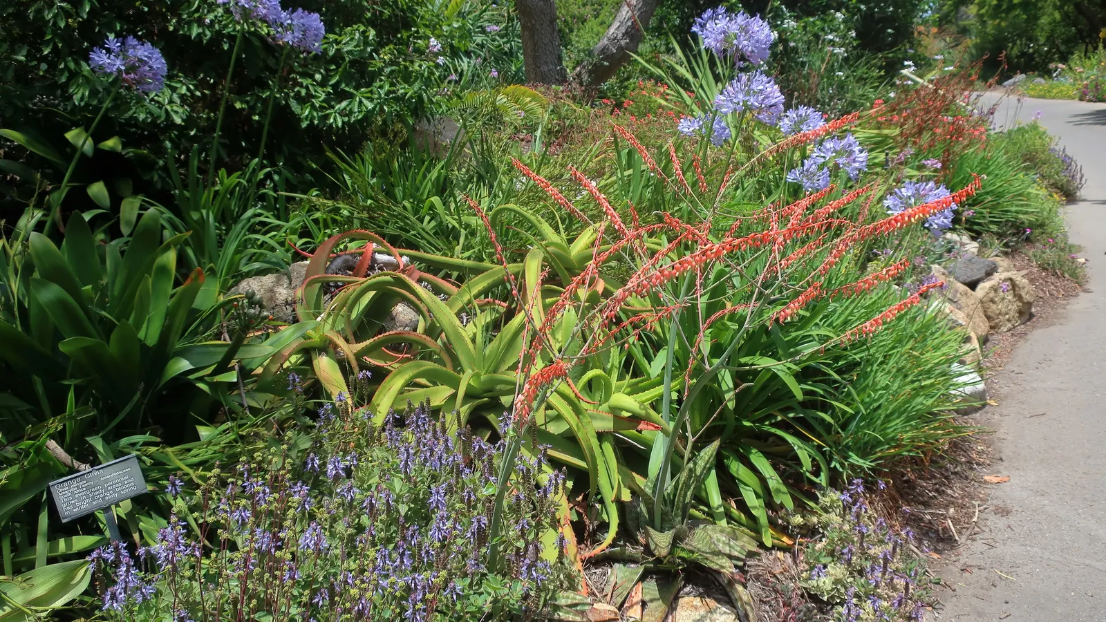 Lily Of The Nile (Agapanthus Africanus) — emerging from its fleshy-rooted base; an umbrella-like cluster of trumpet-shaped flowers blossoms