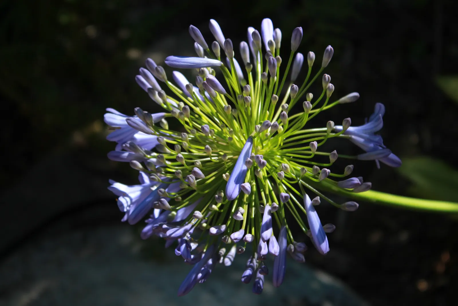 Lily Of The Nile (Agapanthus Africanus) — showcasing a palette that ranges from deep blue to violet and sometimes white, image 41