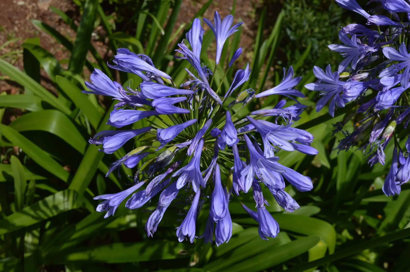 Lily Of The Nile (Agapanthus Africanus) — the Lily of the Nile prefers full sun to partial shade and thrives in well-drained soil; is a striking perennial that
