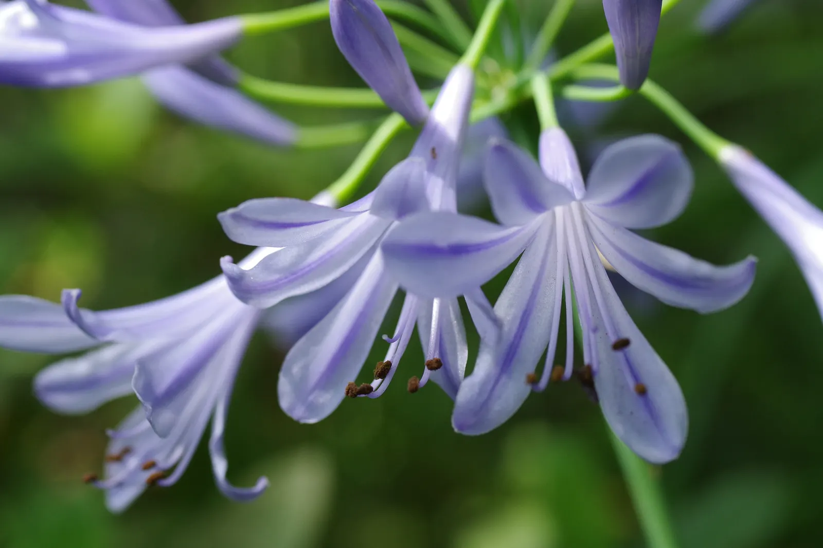 Lily Of The Nile (Agapanthus Africanus) — strap-like foliage provides a lush backdrop for the floral spectacle that unfolds in the summer months
