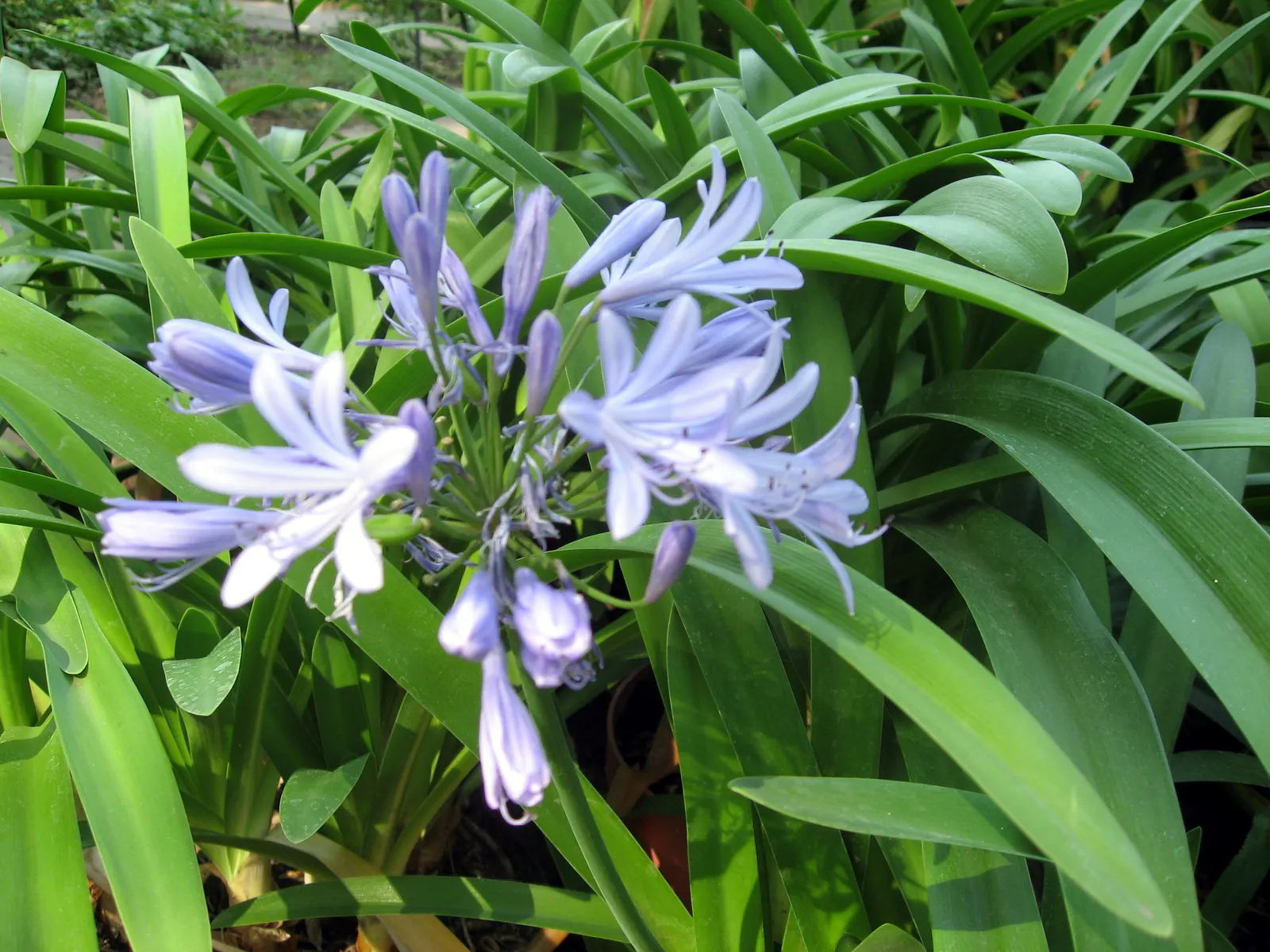 Lily Of The Nile (Agapanthus Africanus) — making it suitable for border plantings