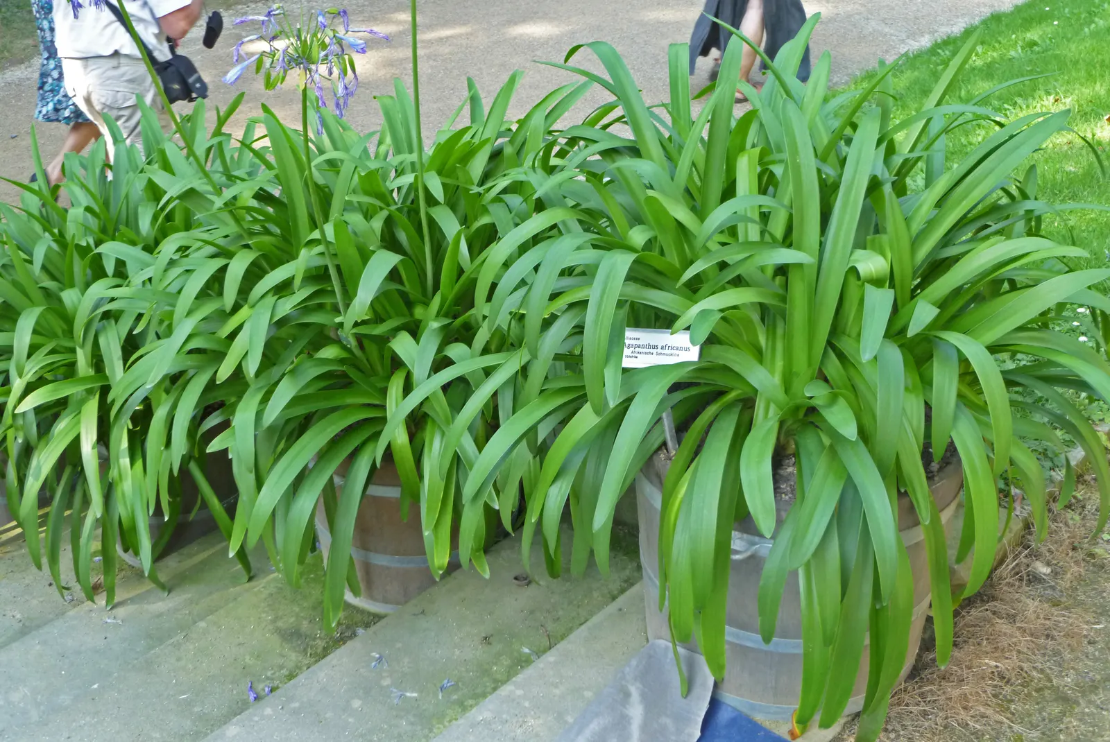 Lily Of The Nile (Agapanthus Africanus) — The Lily of the Nile (Agapanthus africanus) features striking globes of trumpet-shaped; their lush, strap-like