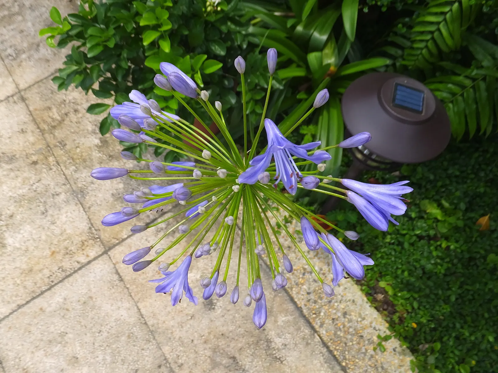 Lily Of The Nile (Agapanthus Africanus) — that can reach heights of up to 3 feet; ground cover / perennial for full or half