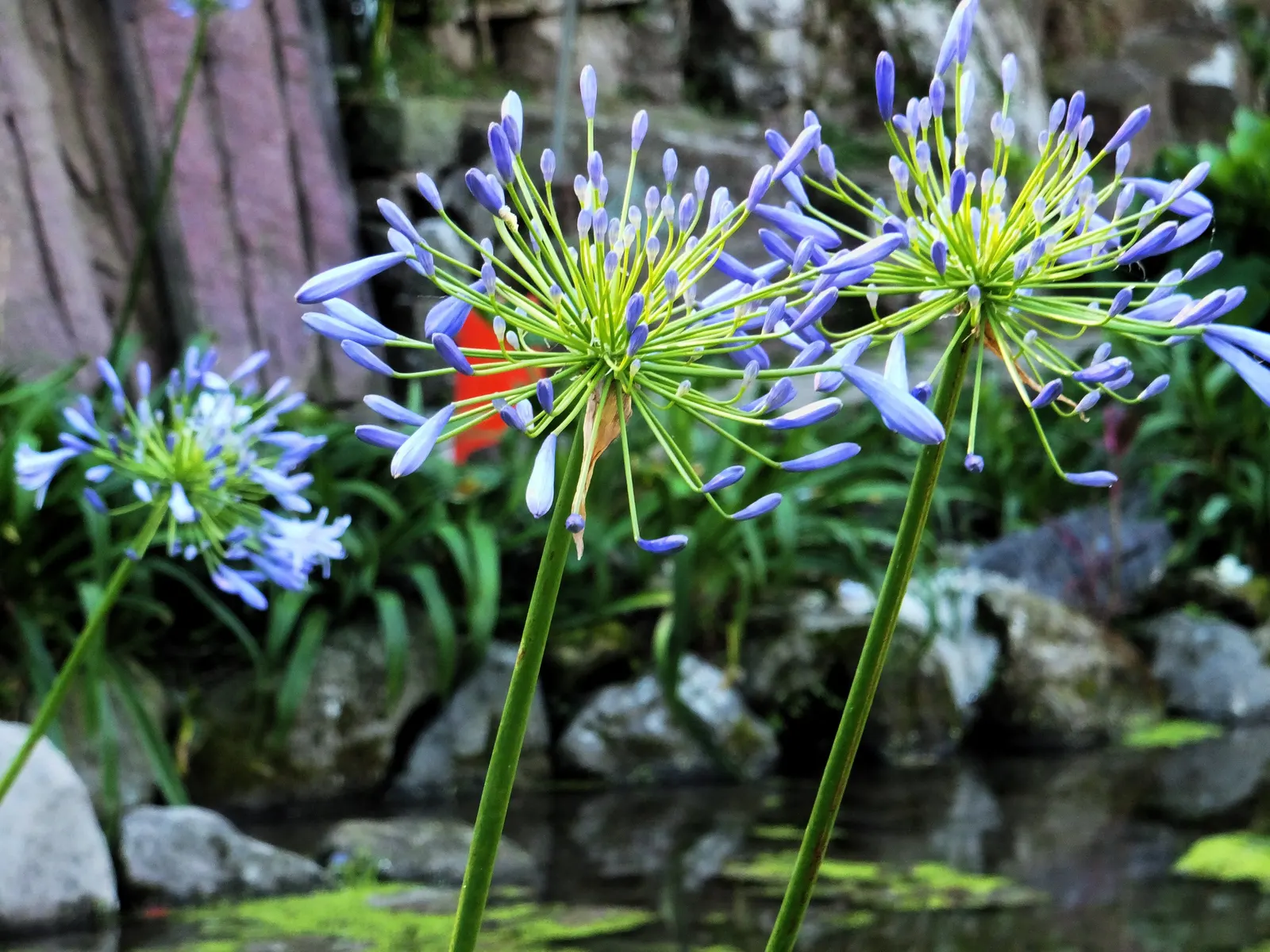Lily Of The Nile (Agapanthus Africanus) — withstanding short periods of drought once established