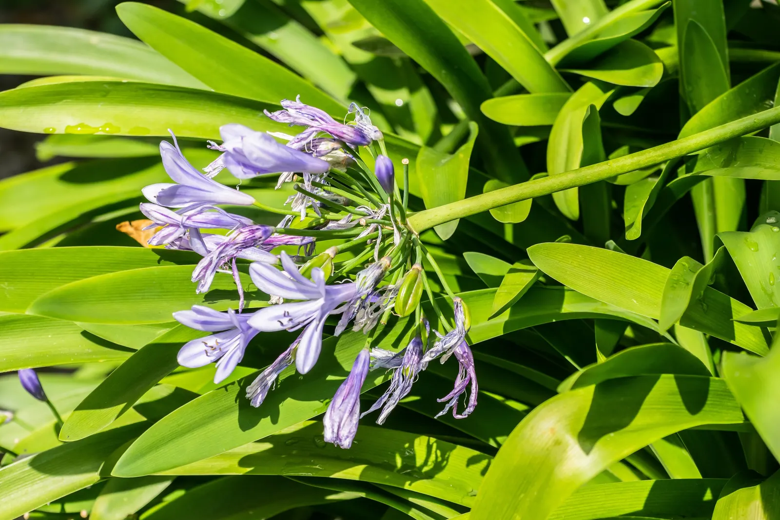 Lily Of The Nile (Agapanthus Africanus) — is a striking perennial that graces many landscapes with its vibrant hues and globular flower heads; ground cover /