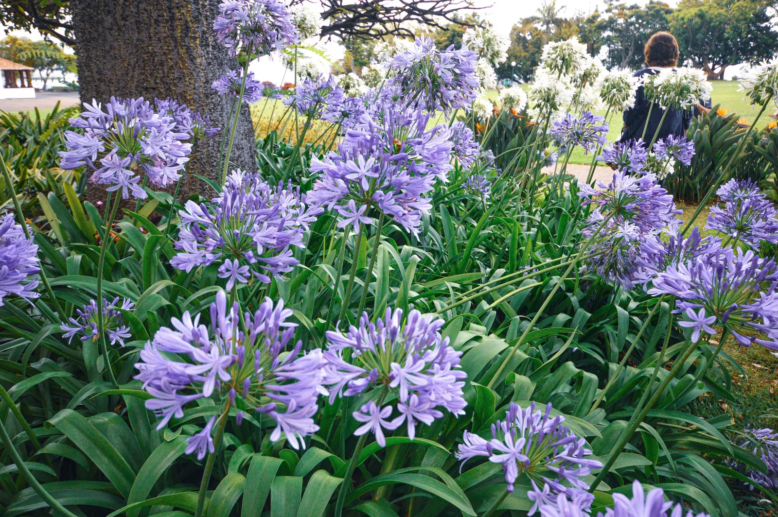 Lily Of The Nile (Agapanthus Africanus) — the plant can reach a spread of about 2 to 3 feet
