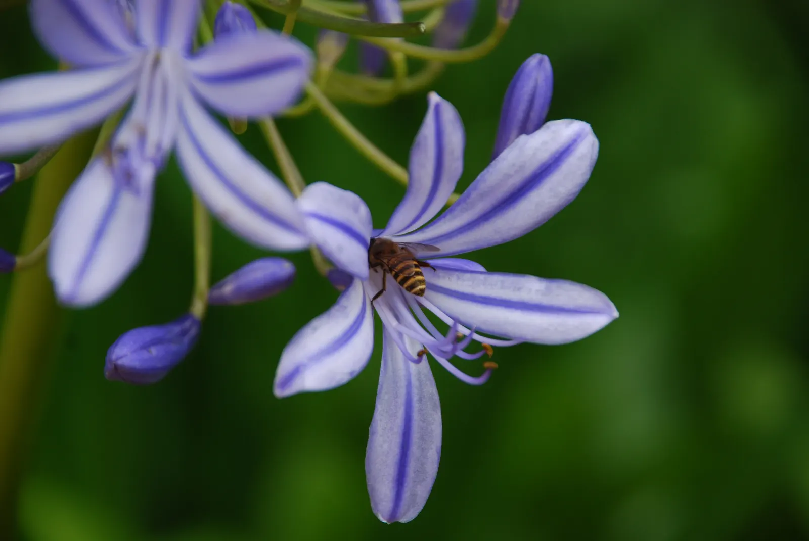 Lily Of The Nile (Agapanthus Africanus) — scientifically termed Agapanthus africanus