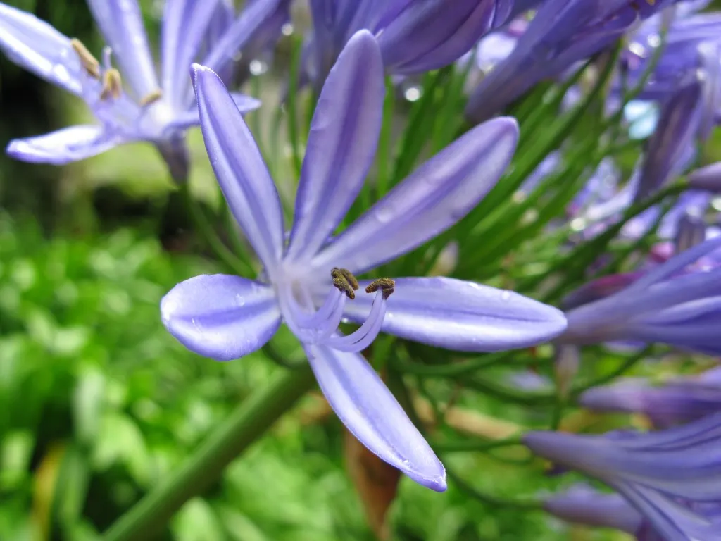 Lily Of The Nile (Agapanthus Africanus) — emerging from its fleshy-rooted base