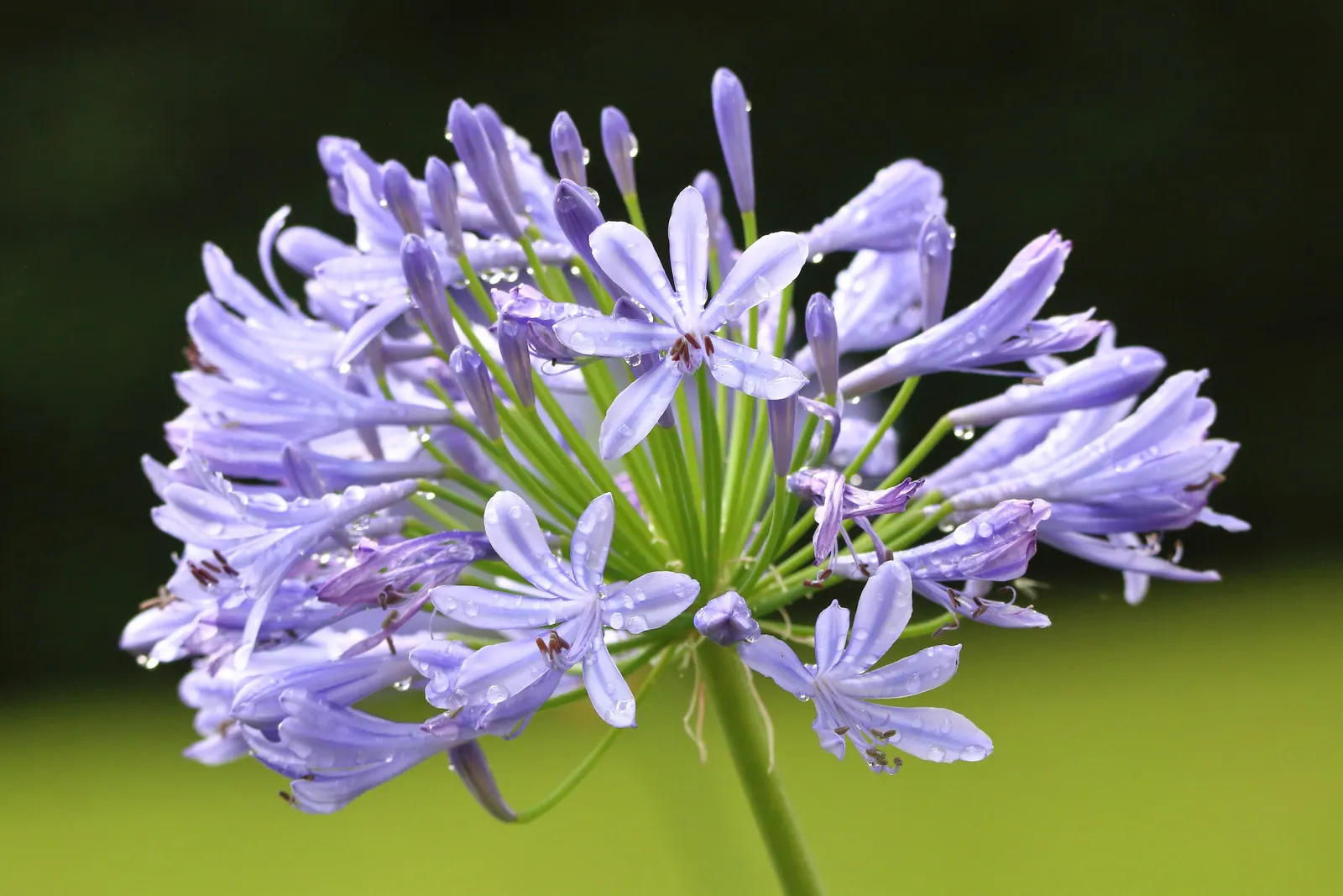 Lily Of The Nile (Agapanthus Africanus) — or as a focal point in a garden design; thriving in USDA zones 8-10, they prefer full sun to partial shade and