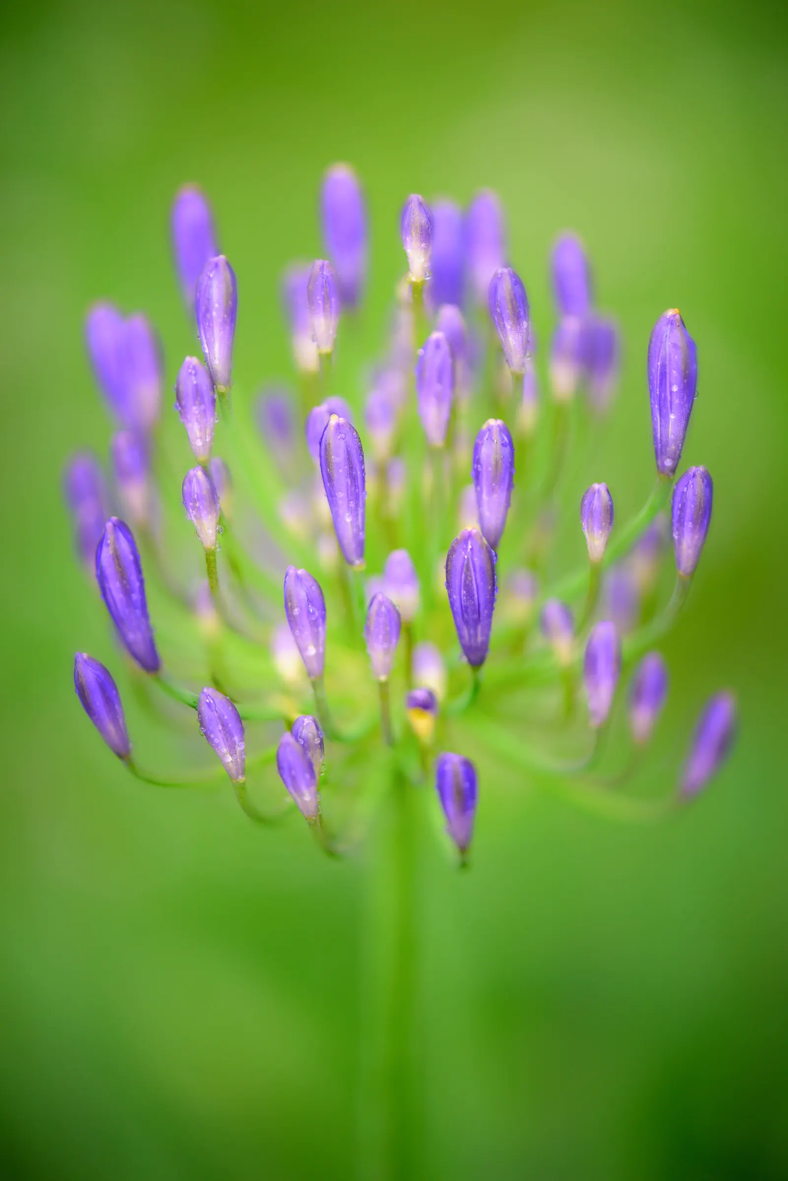 Lily Of The Nile (Agapanthus Africanus) — Thriving in USDA zones 8-10, they prefer full sun to partial shade and well-drained soil