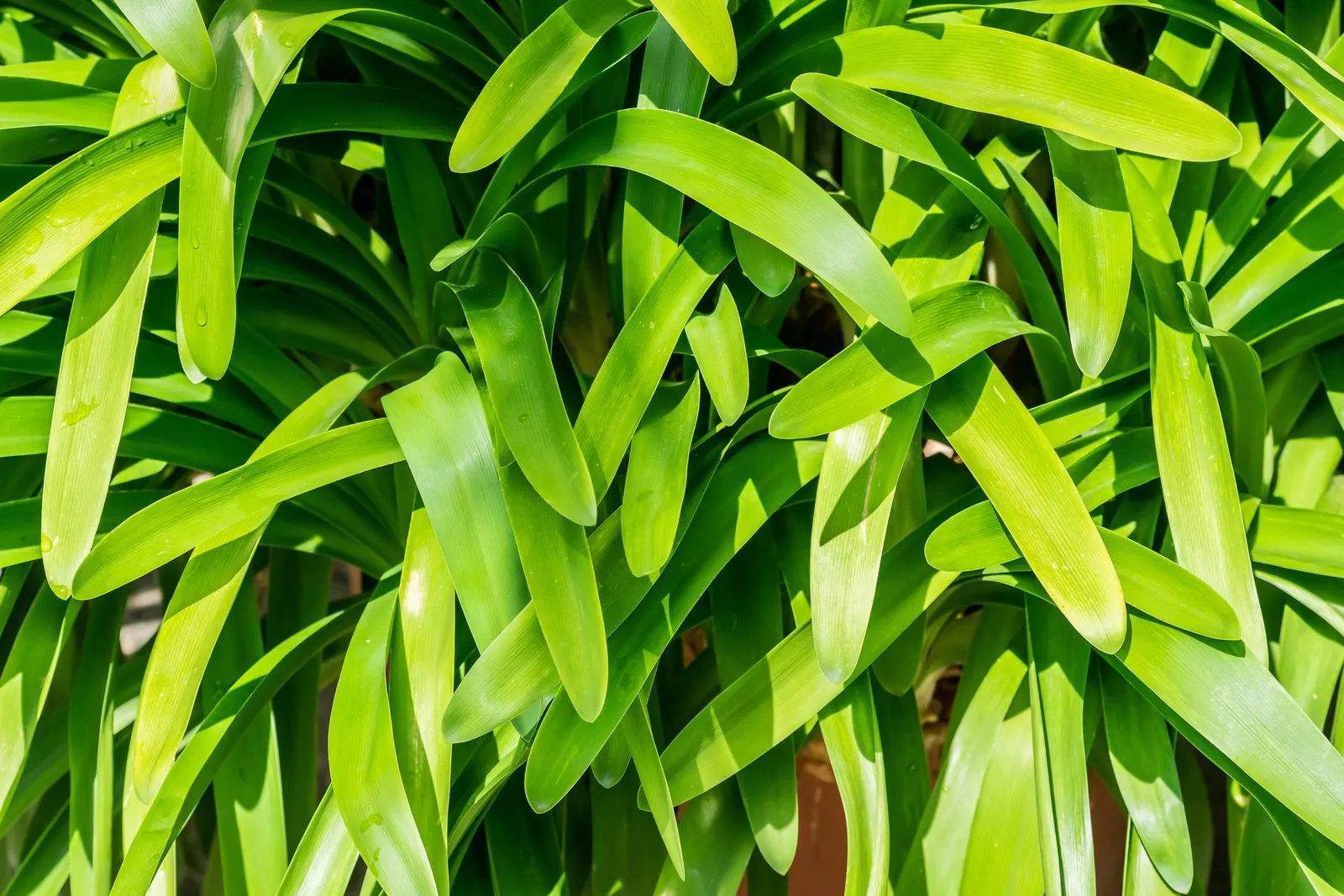 Lily Of The Nile (Agapanthus Africanus) — scientifically termed Agapanthus africanus; withstanding short periods of drought once established, image 61