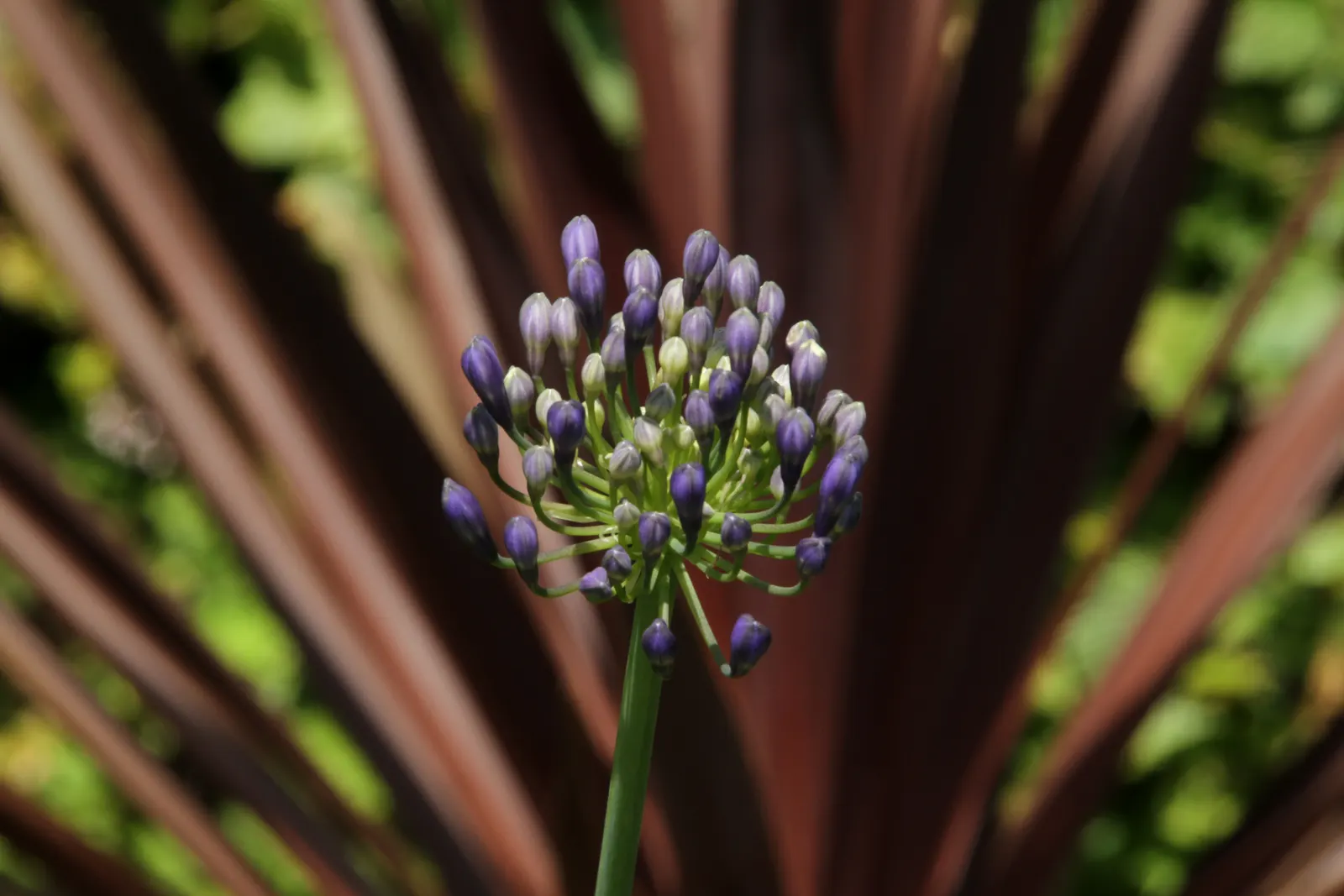 Lily Of The Nile (Agapanthus Africanus) — blue to violet flowers atop sturdy stalks up to 3 feet tall; strap-like foliage provides a lush backdrop, image 56