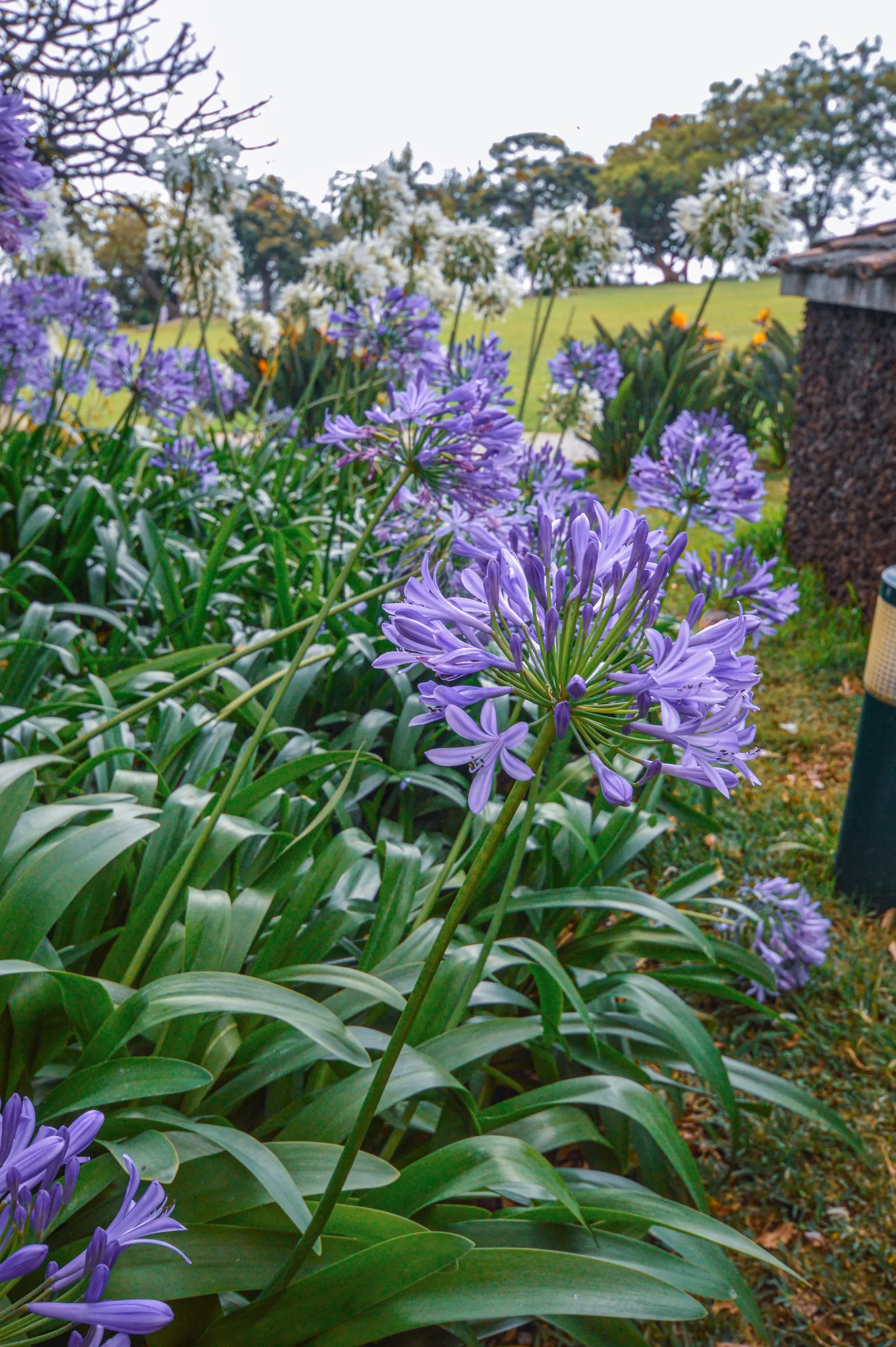 Lily Of The Nile (Agapanthus Africanus) — To encourage a robust bloom, it's recommended to apply a balanced fertilizer in spring as new growth emerges