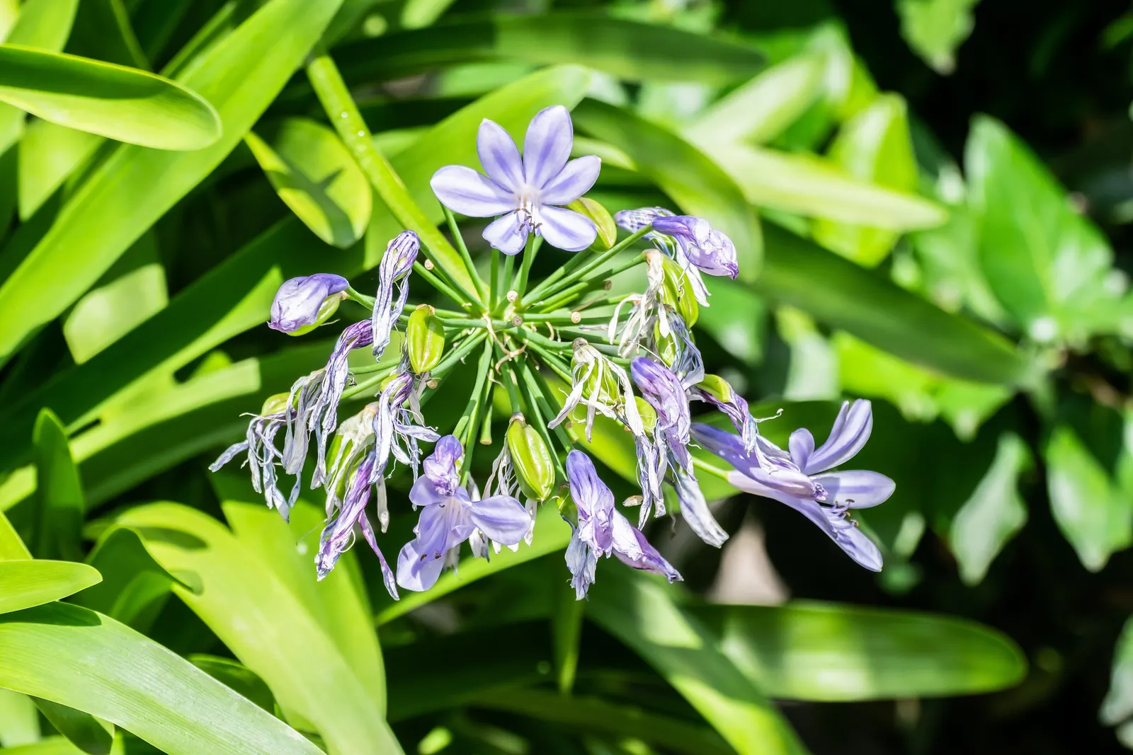 Lily Of The Nile (Agapanthus Africanus) — Thriving in USDA zones 8-10, they prefer full sun to partial shade and well-drained soil; it is a low-maintenance