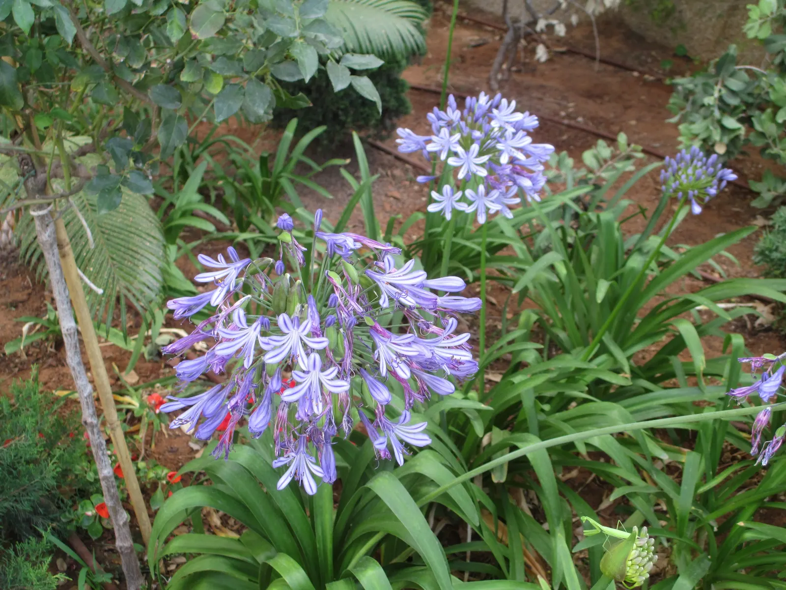 Lily Of The Nile (Agapanthus Africanus) — Hardy in USDA zones 8 to 10; arching leaves that are approximately 1 to 2 feet in length and up to 1 inch wide