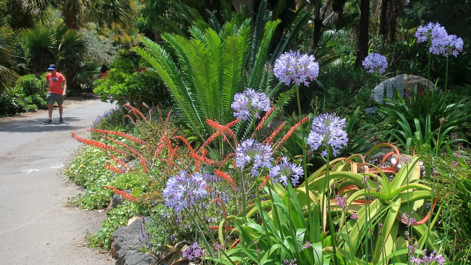 Lily Of The Nile (Agapanthus Africanus) — ground cover / perennial for full or half