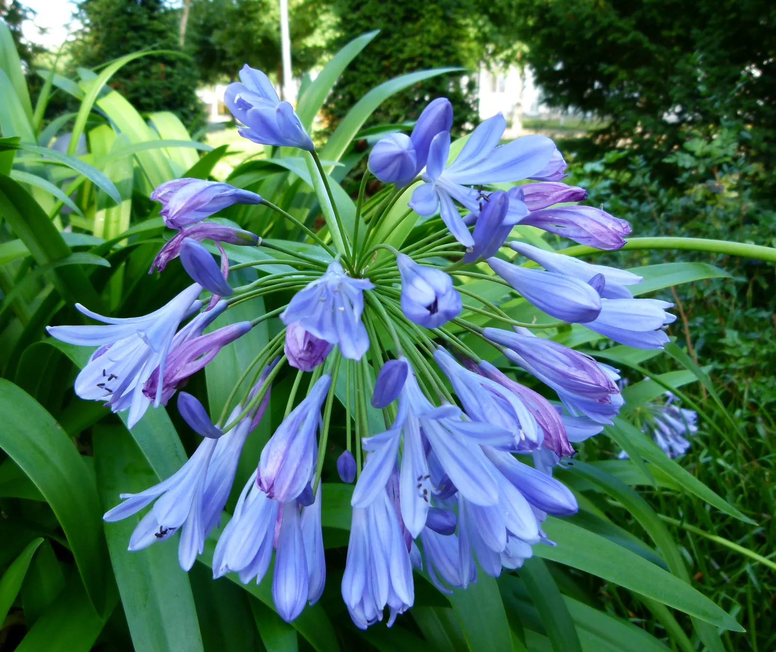 Lily Of The Nile (Agapanthus Africanus) — Blooms peak in mid to late summer; that can reach heights of up to 3 feet
