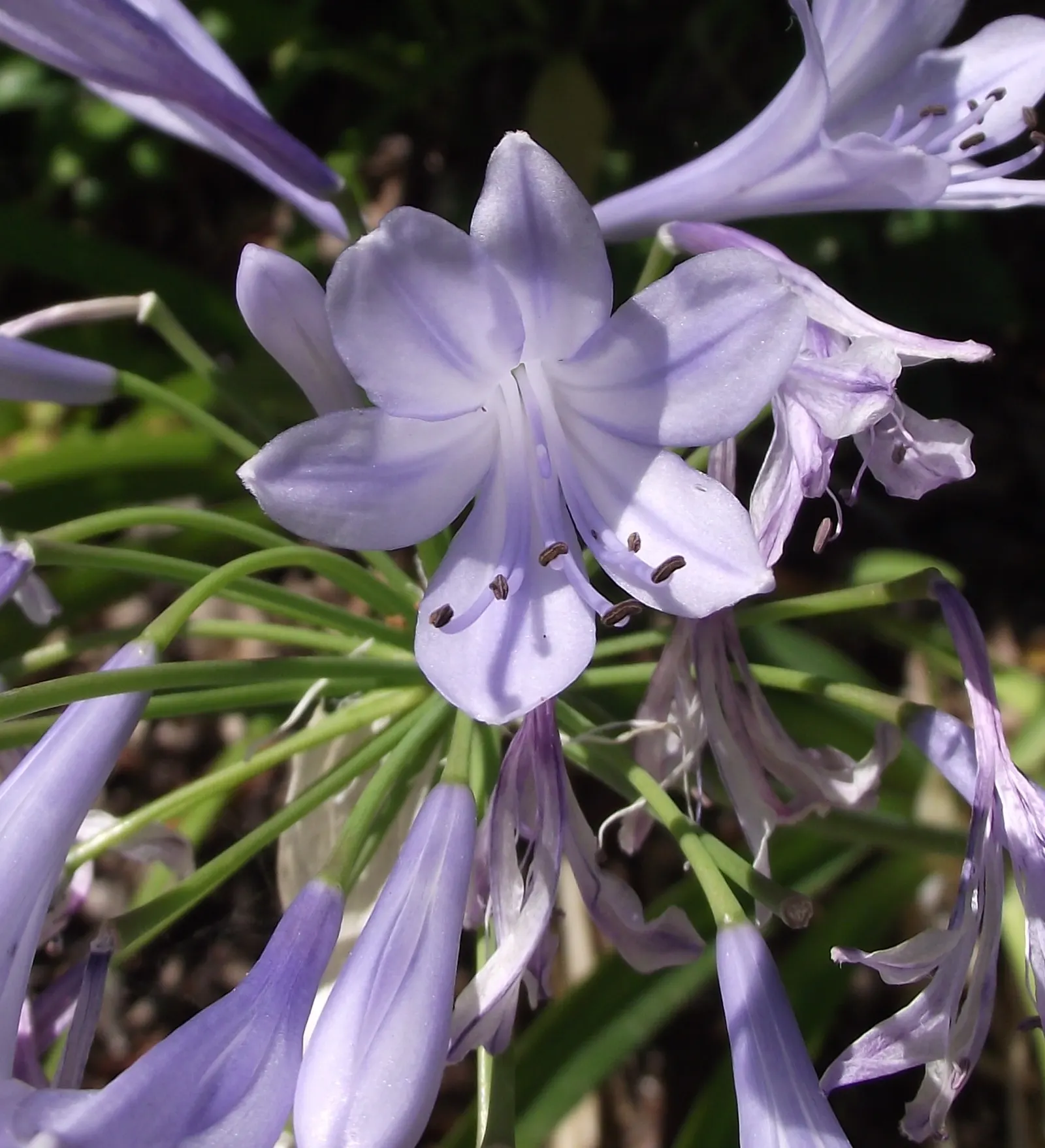 Lily Of The Nile (Agapanthus Africanus) — Blooms peak in mid to late summer; that can reach heights of up to 3 feet, image 60