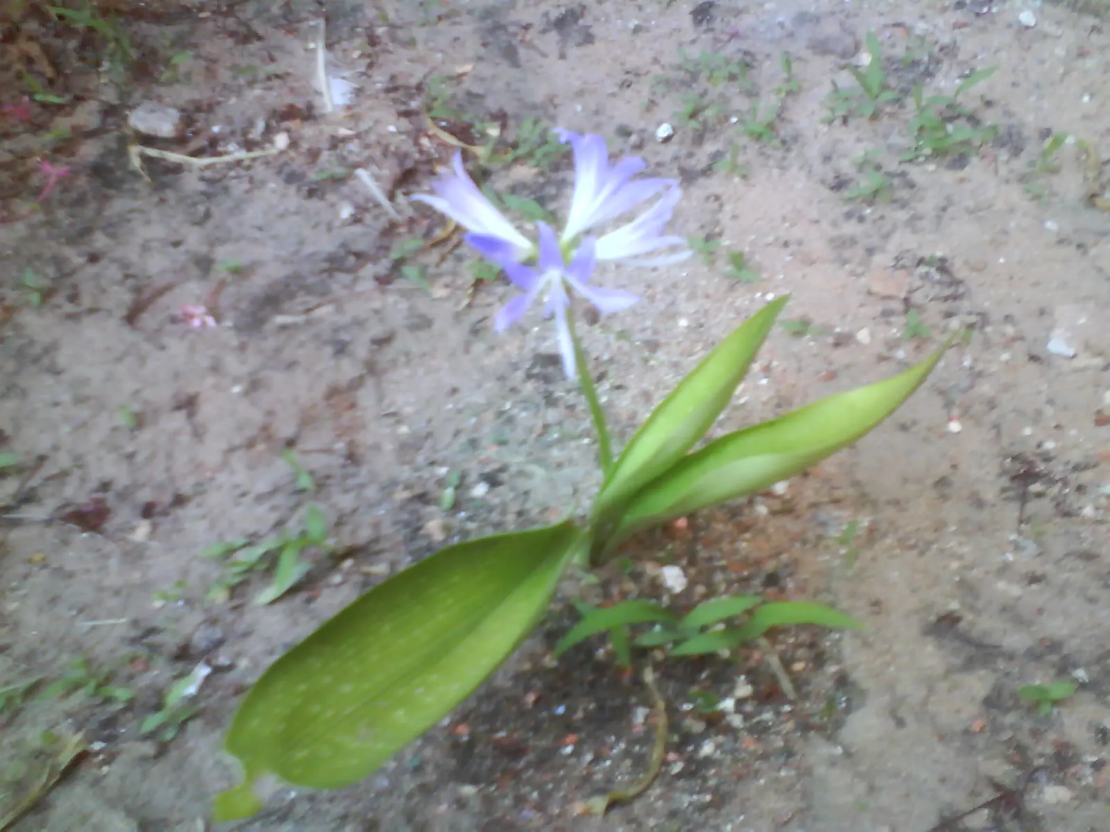 Lily Of The Nile (Agapanthus Africanus) — showcasing a palette that ranges from deep blue to violet and sometimes white