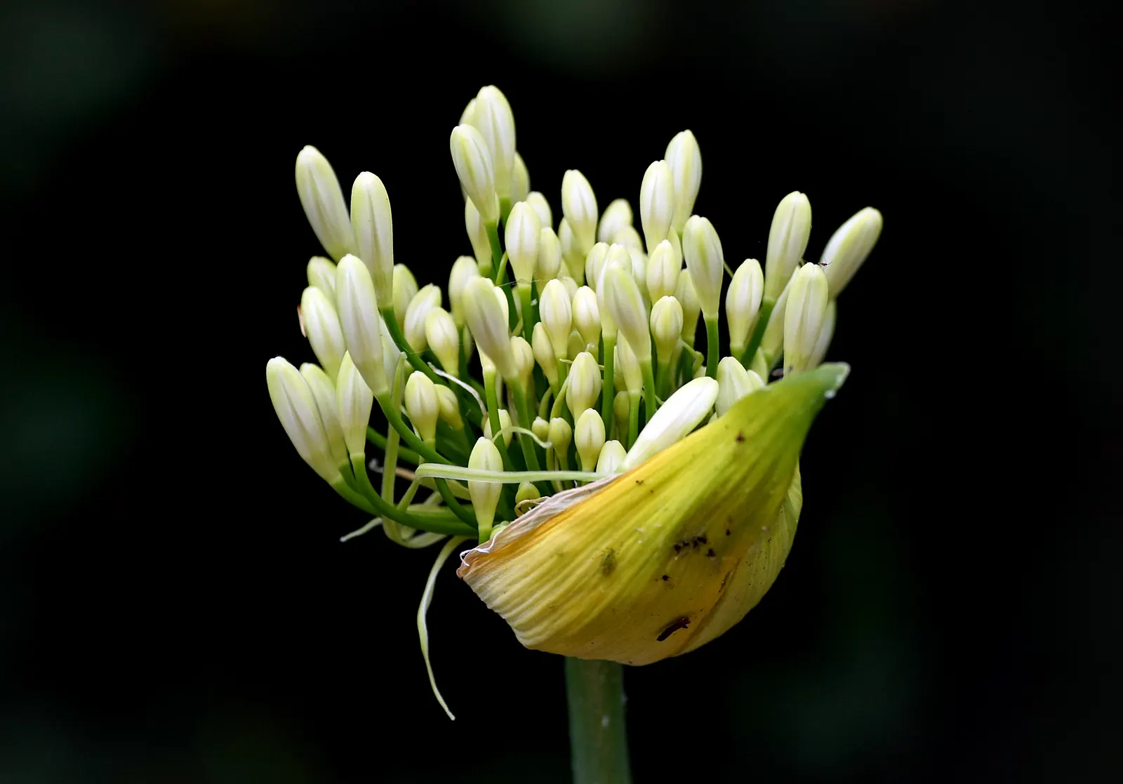 Lily Of The Nile (Agapanthus Africanus) — Their lush, strap-like foliage forms clumps roughly 18-24 inches wide