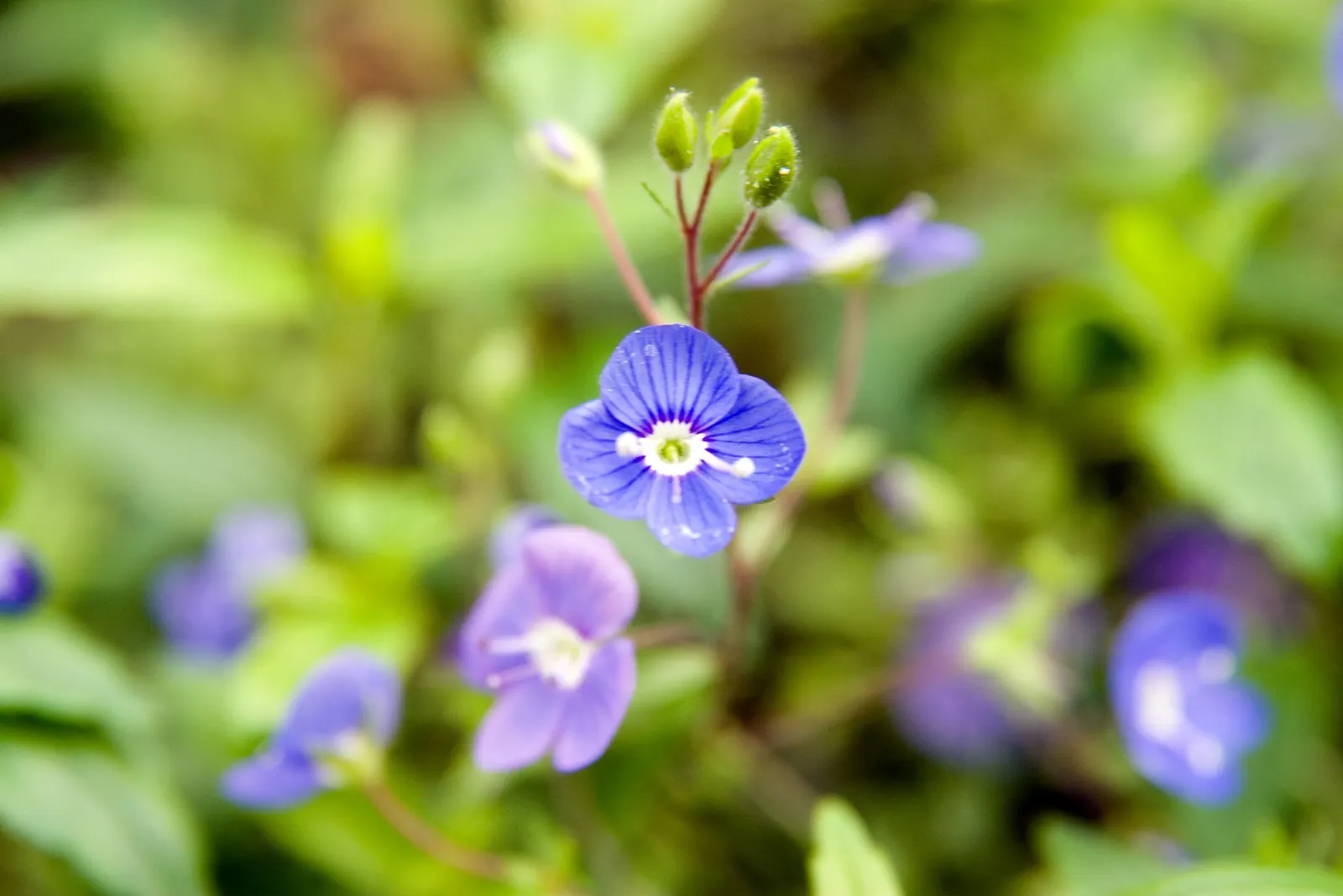 Georgia Blue Speedwell (Veronica Peduncularis 'Georgia Blue') — The Veronica peduncularis 'Georgia Blue,' commonly referred to as Georgia Blue Speedwell
